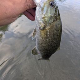 スモールマウスバス