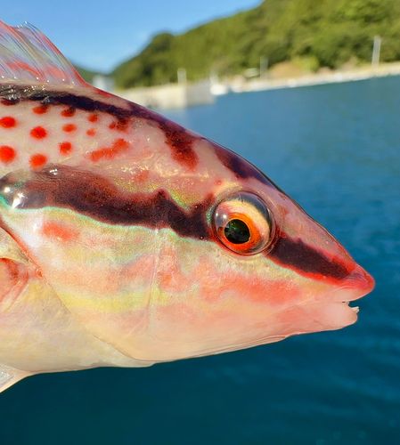 キュウセンの釣果