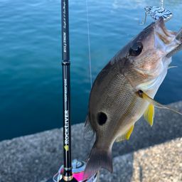 クロホシフエダイ