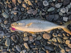 ワカシの釣果
