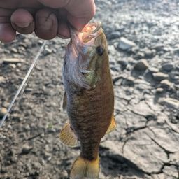 スモールマウスバス