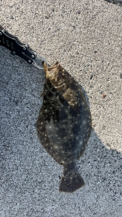 ソゲの釣果