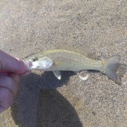 ラージマウスバス