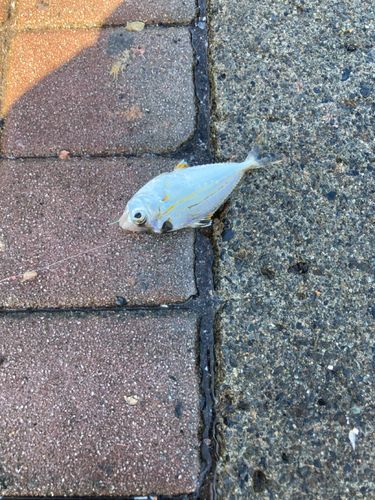 ヒイラギの釣果
