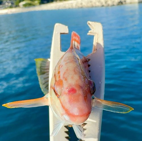 ホシササノハベラの釣果