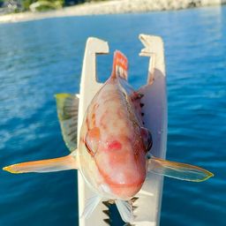 ホシササノハベラ