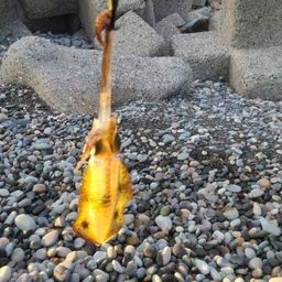 アオリイカ