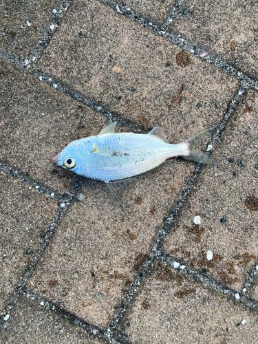 ヒイラギの釣果