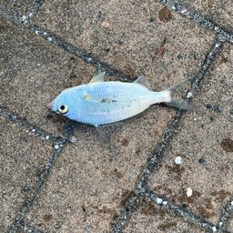 ヒイラギ