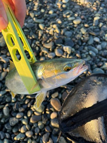 ワカシの釣果