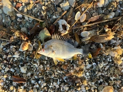 キビレの釣果