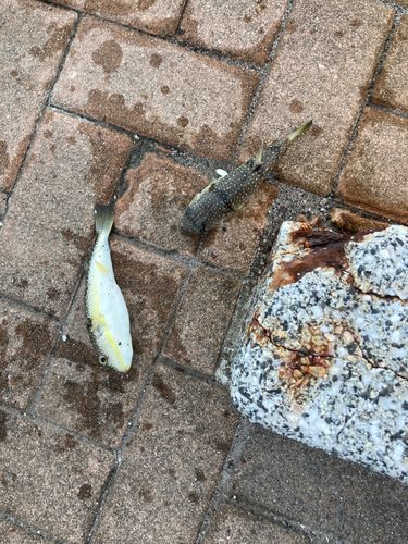フグの釣果