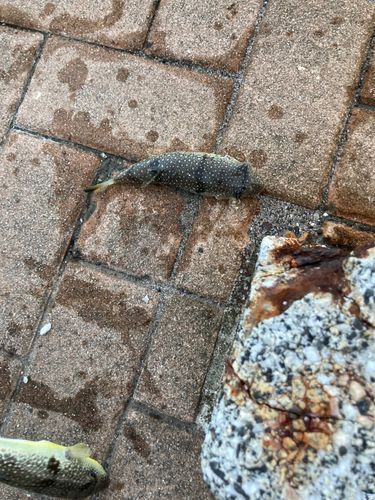 フグの釣果