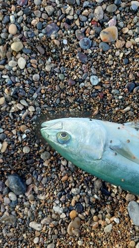 コゾクラの釣果