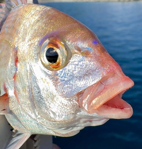 チャリコの釣果
