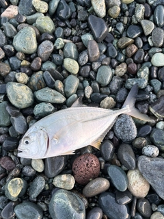 メッキの釣果