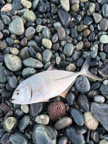 メッキの釣果