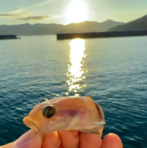 リュウグウハゼの釣果