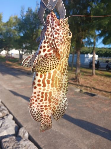 イシミーバイの釣果