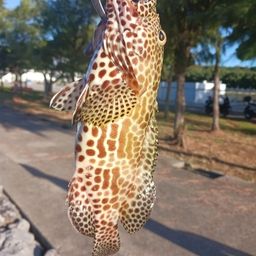 イシミーバイ