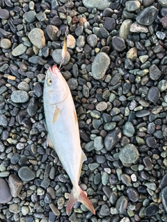 ワカシの釣果