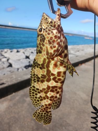 イシミーバイの釣果