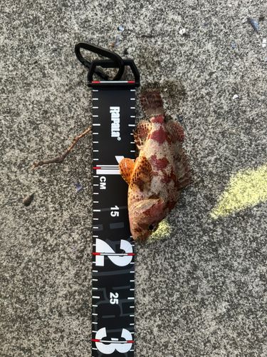 釣果