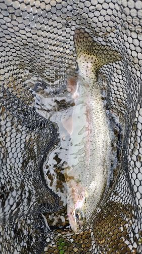 ニジマスの釣果