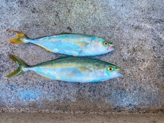 イナダの釣果