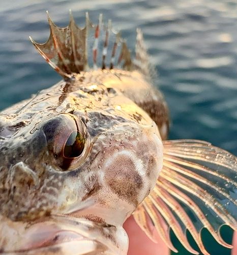 アサヒアナハゼの釣果