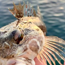 アサヒアナハゼ