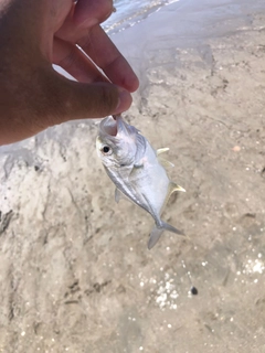 メッキの釣果