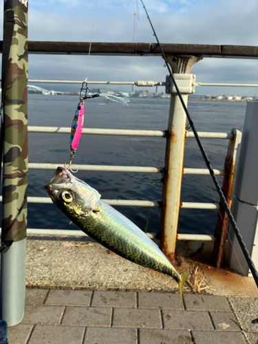 サバの釣果