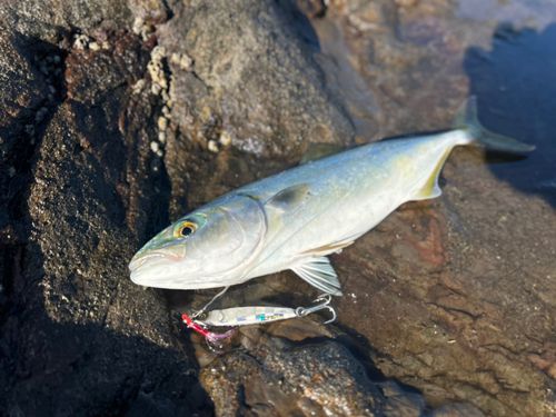 ワカシの釣果