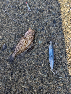 オオモンハタの釣果