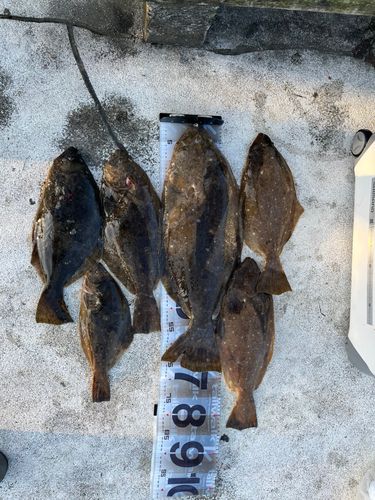 ヒラメの釣果