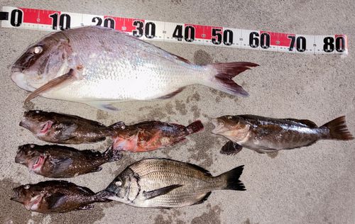 マダイの釣果