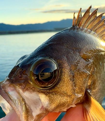 メバルの釣果