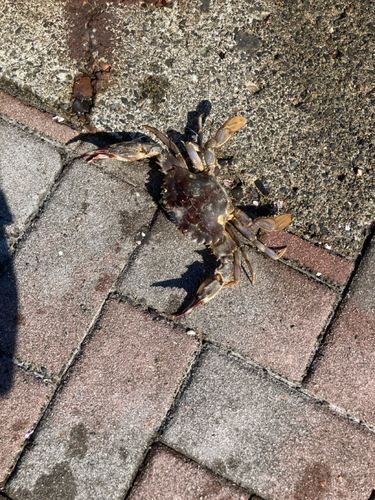 カニの釣果