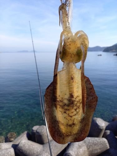 アオリイカの釣果
