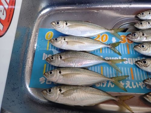 アジの釣果