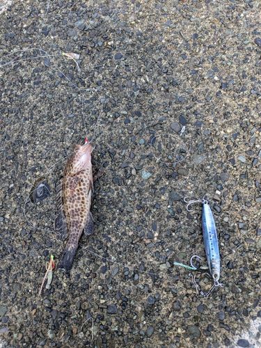 オオモンハタの釣果