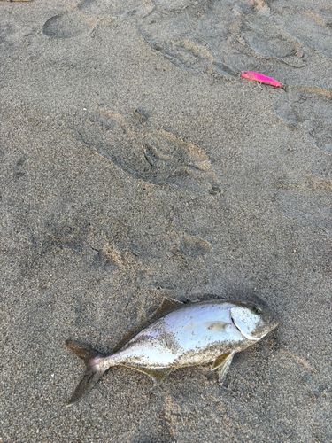 シオの釣果