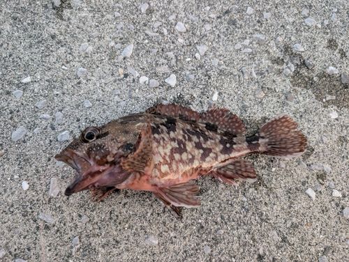 カサゴの釣果