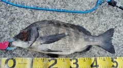 チヌの釣果