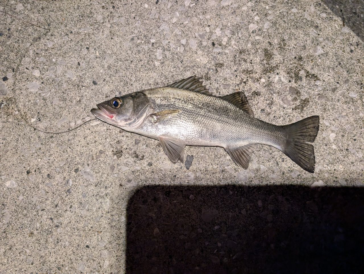 フッコ（ヒラスズキ）