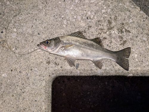 フッコ（ヒラスズキ）の釣果
