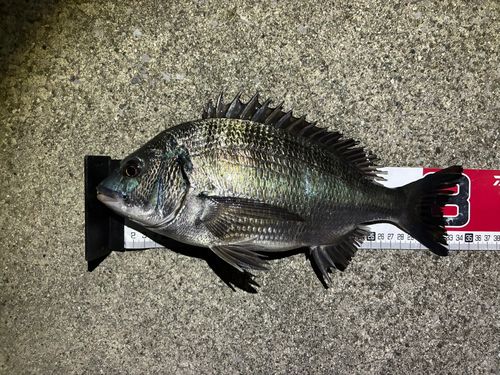 クロダイの釣果