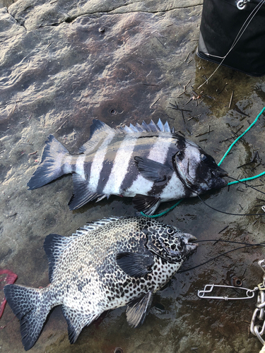 イシダイの釣果