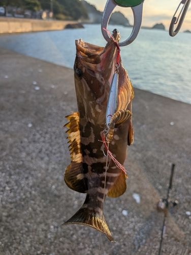 クエの釣果